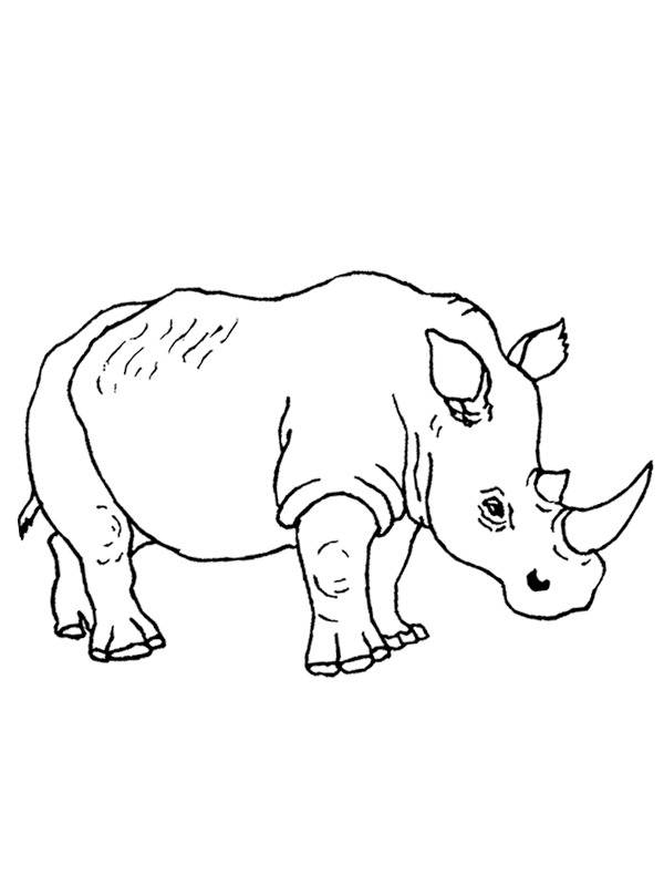 Rinoceronte Desenho para Colorir Rinoceronte Desenho para Colorir