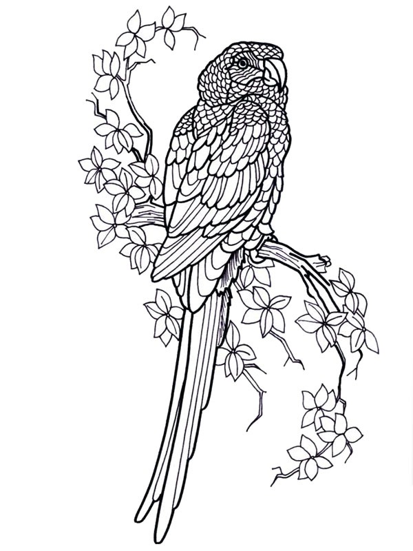 Papagaio Desenho para Colorir Papagaio Desenho para Colorir