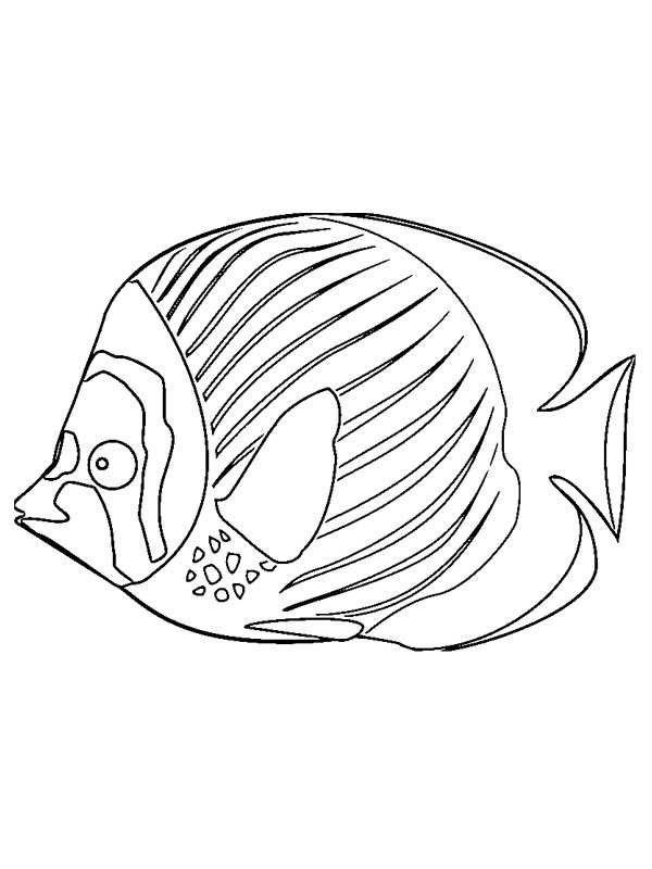 Peixe Desenho para Colorir Peixe Desenho para Colorir