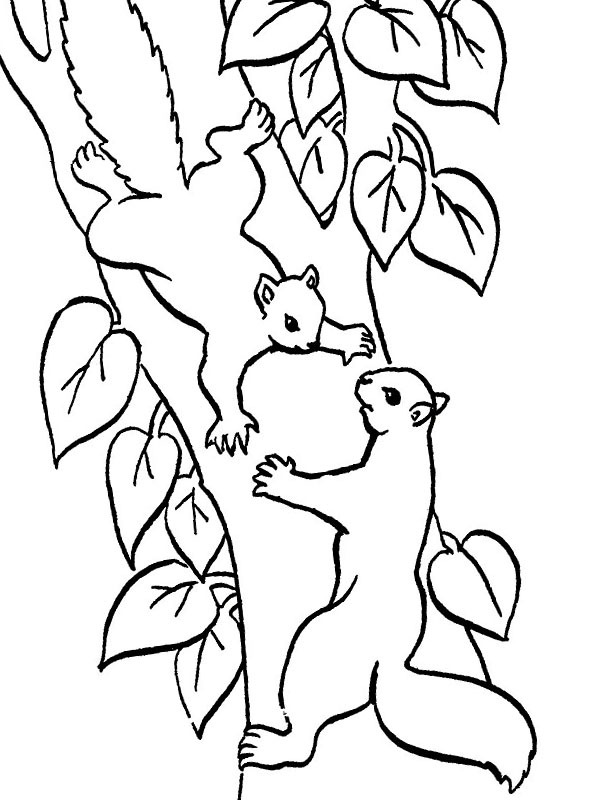 Esquilos pulando da árvore Desenho para Colorir Esquilos pulando da árvore Desenho para Colorir