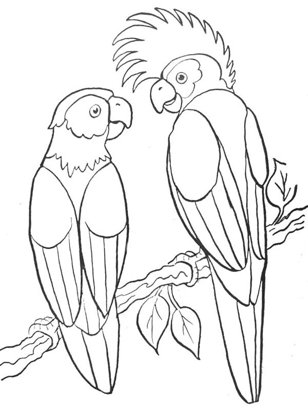 2 papagaios Desenho para Colorir 2 papagaios Desenho para Colorir