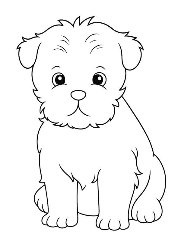 Affenpinscher Desenho para Colorir Affenpinscher Desenho para Colorir