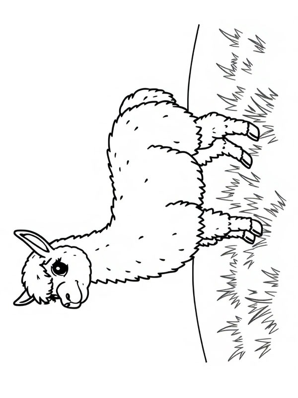 Alpaca na grama Desenho para Colorir Alpaca na grama Desenho para Colorir