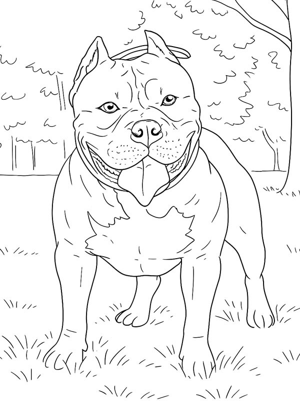 American Bully Desenho para Colorir American Bully Desenho para Colorir
