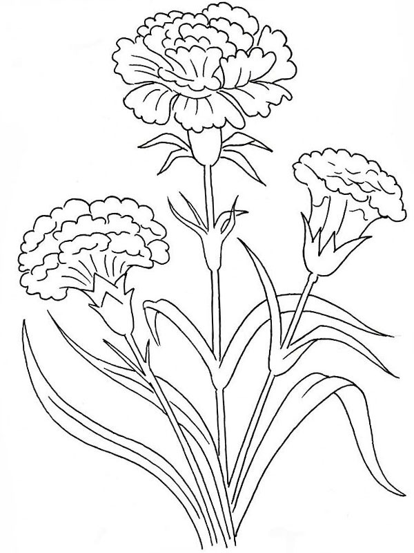 Cravo Desenho para Colorir Cravo Desenho para Colorir