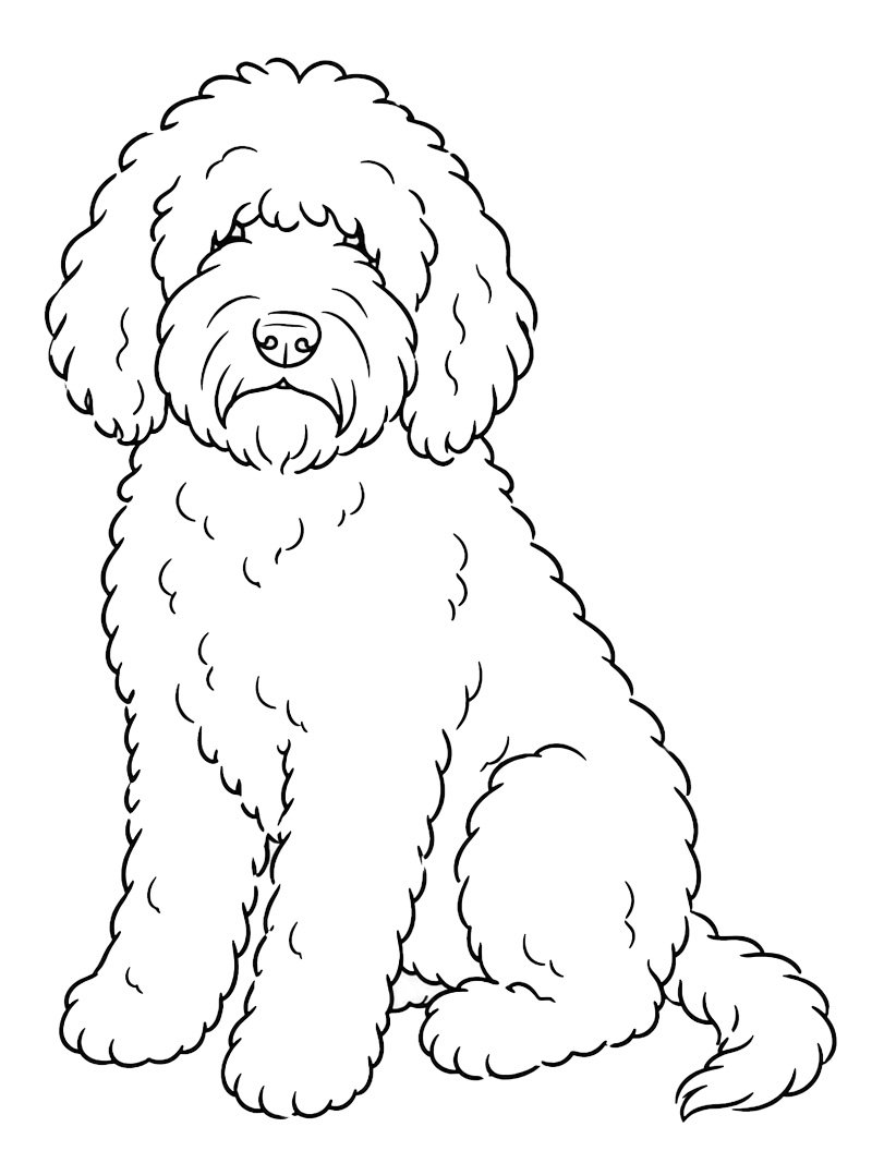 Cão Barbet Desenho para Colorir Cão Barbet Desenho para Colorir