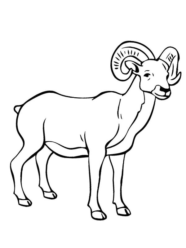 Cabra da montanha Desenho para Colorir Cabra da montanha Desenho para Colorir