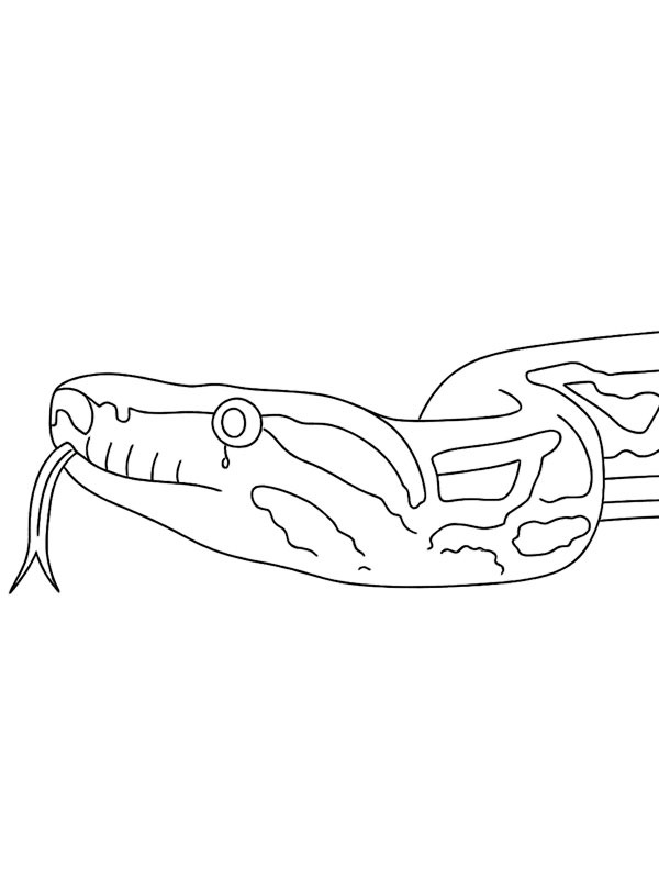 Jiboia Desenho para Colorir Jiboia Desenho para Colorir