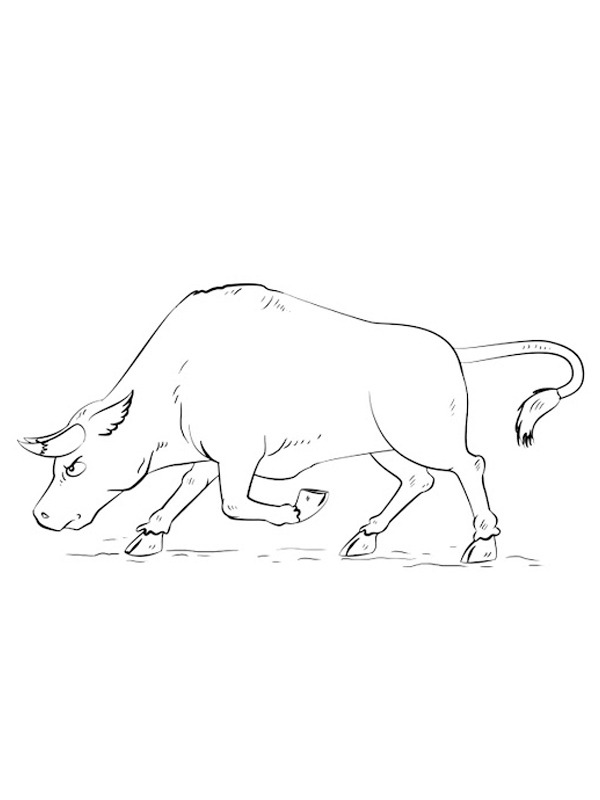 Touro bravo Desenho para Colorir Touro bravo Desenho para Colorir