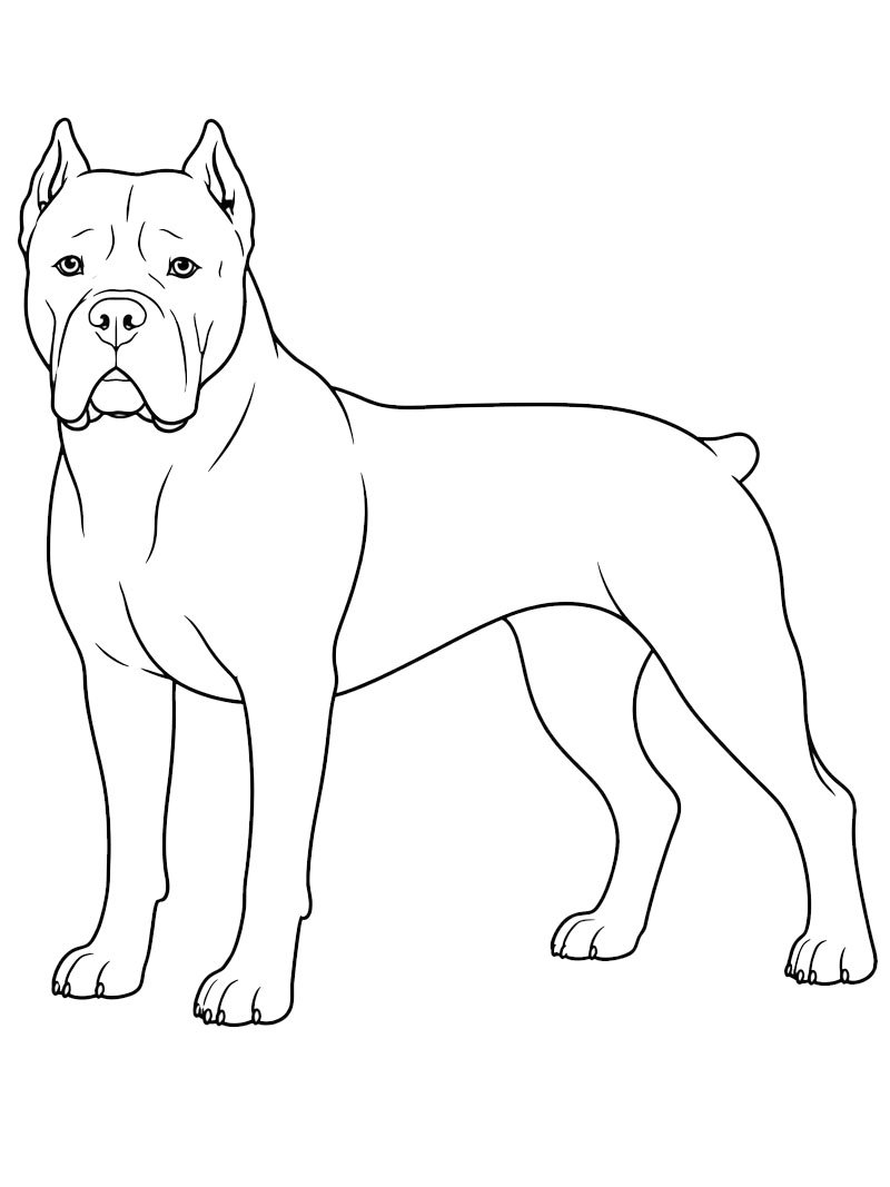 Cane corso Desenho para Colorir