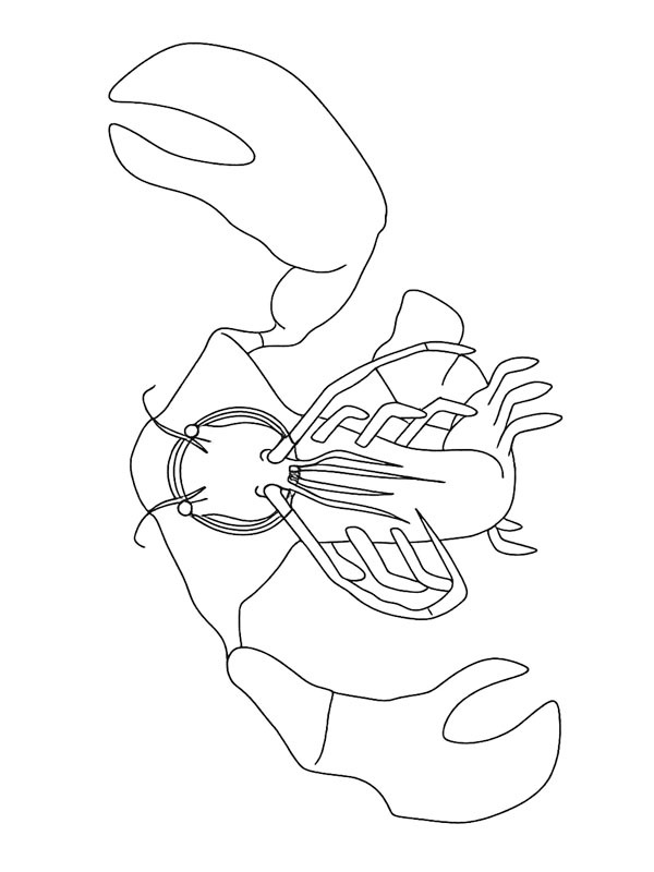 Clawrenzo (Garten of Banban) Desenho para Colorir