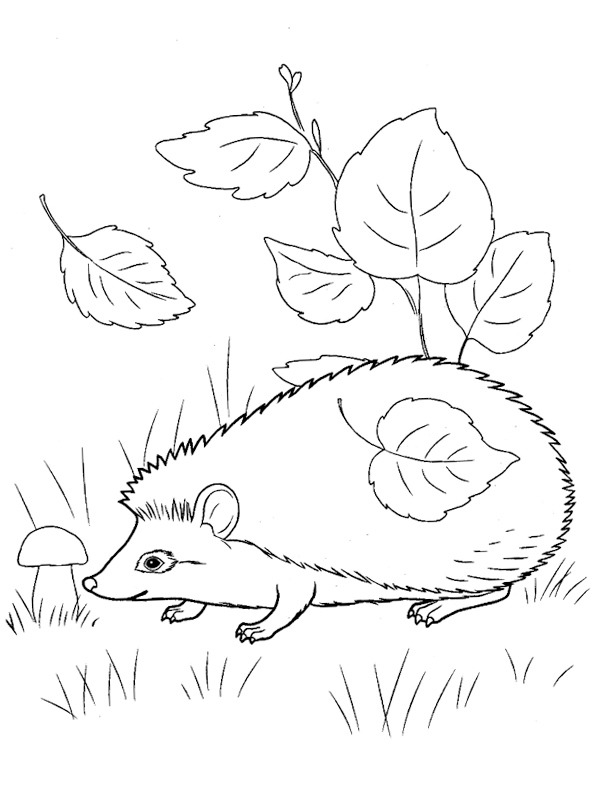 Ouriço entre as folhas Desenho para Colorir Ouriço entre as folhas Desenho para Colorir
