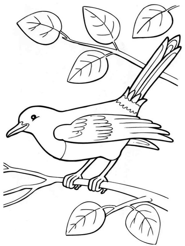 Pega-rabuda Desenho para Colorir Pega-rabuda Desenho para Colorir