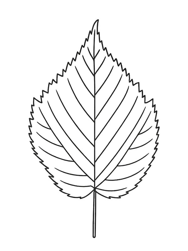 Folha de amieiro Desenho para Colorir Folha de amieiro Desenho para Colorir