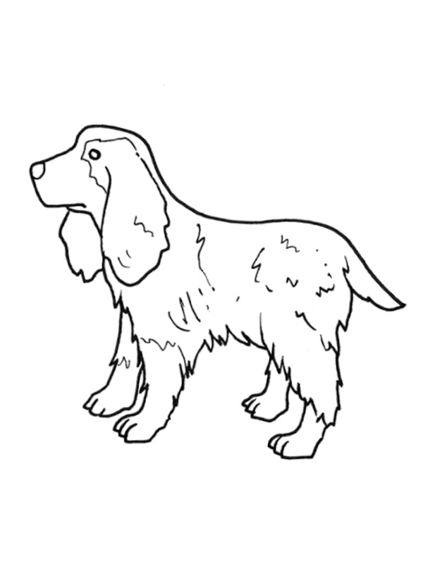 Cocker Spaniel Inglês Desenho para Colorir Cocker Spaniel Inglês Desenho para Colorir