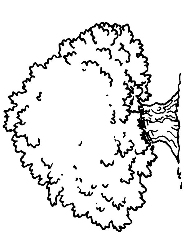 Árvore grande Desenho para Colorir Árvore grande Desenho para Colorir
