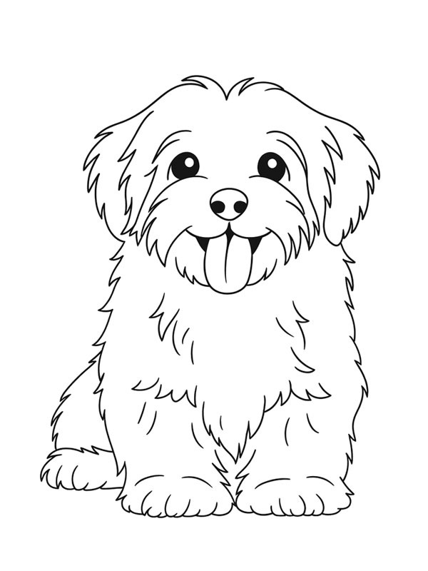 Bichon Havanês Desenho para Colorir Bichon Havanês Desenho para Colorir