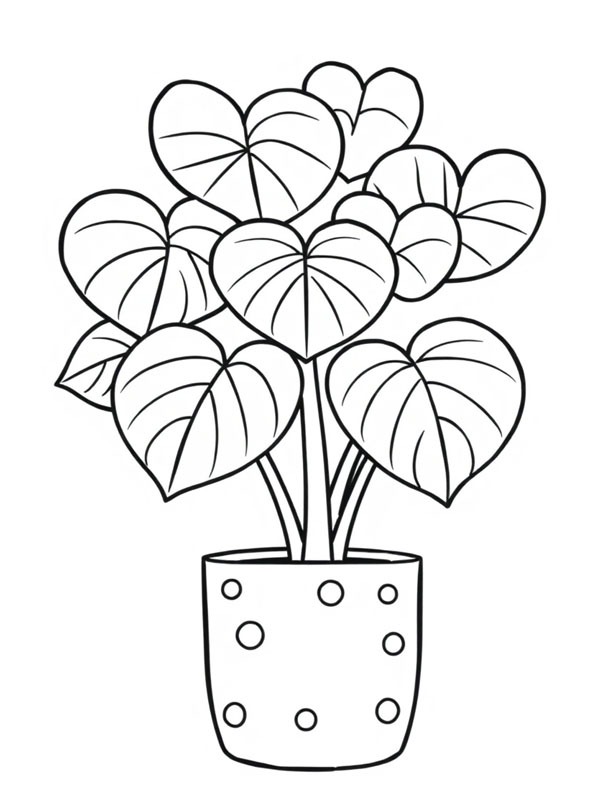 Planta-coração (Hoya Kerrii) Desenho para Colorir Planta-coração (Hoya Kerrii) Desenho para Colorir