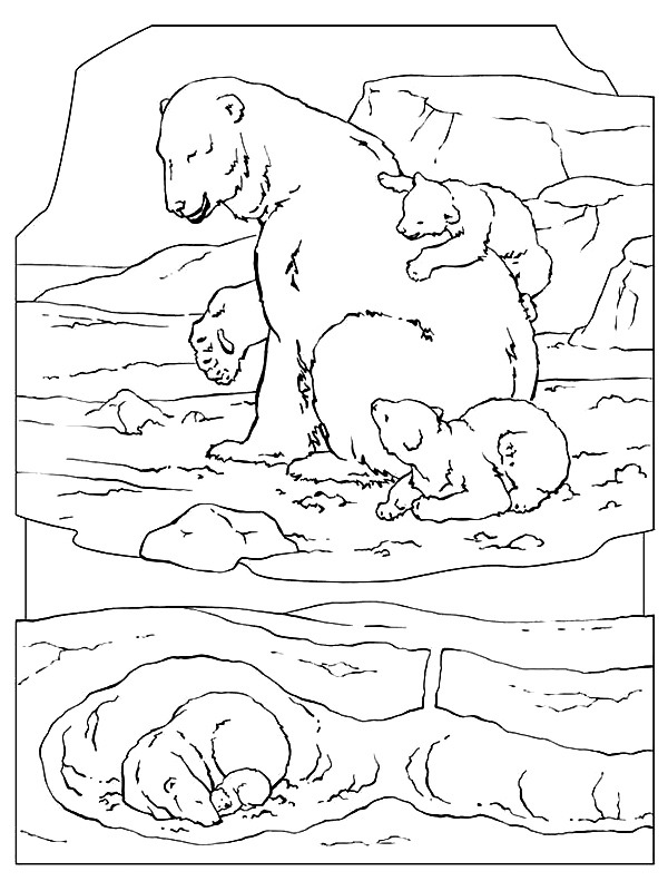 Urso polar Desenho para Colorir Urso polar Desenho para Colorir