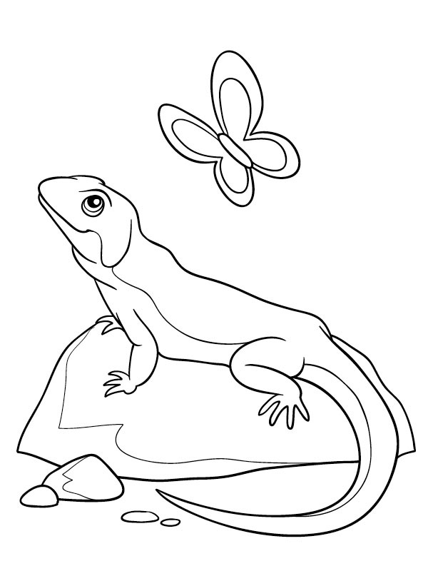 Camaleão e borboleta Desenho para Colorir Camaleão e borboleta Desenho para Colorir