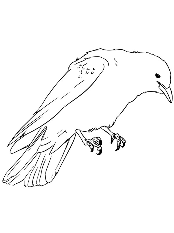 Gralha (ave) Desenho para Colorir Gralha (ave) Desenho para Colorir