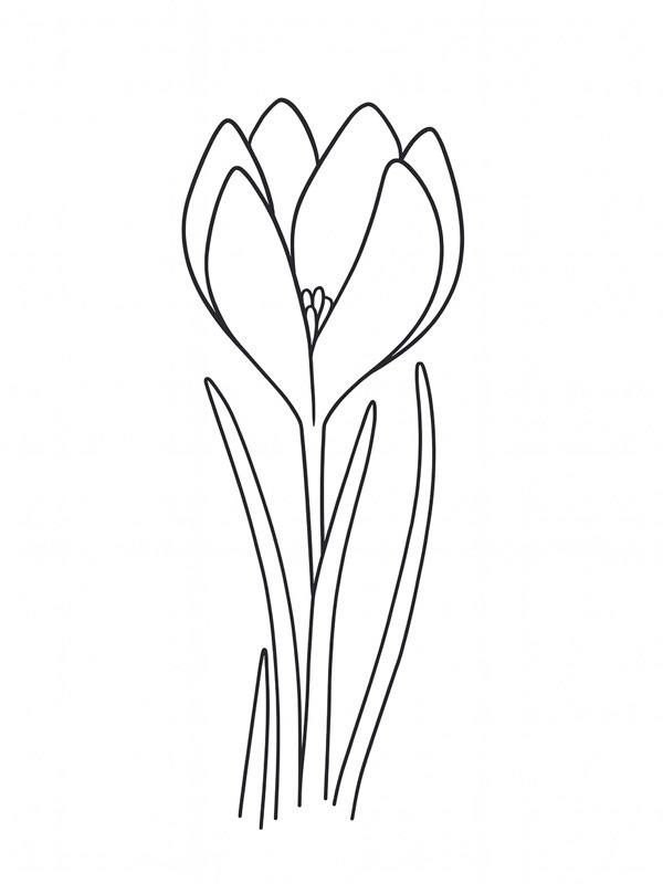 Crocus Desenho para Colorir Crocus Desenho para Colorir