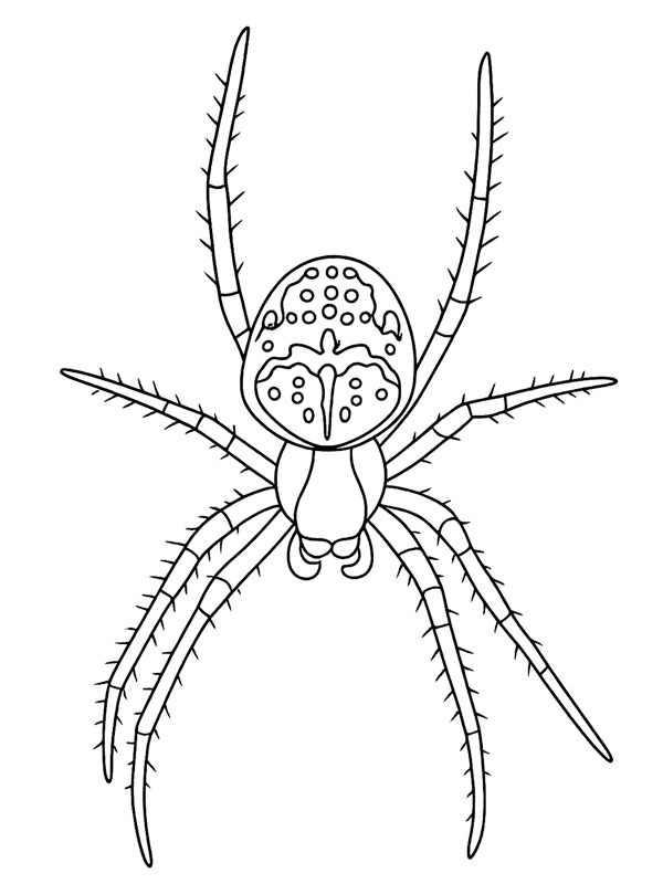 Aranha-de-cruz Desenho para Colorir Aranha-de-cruz Desenho para Colorir