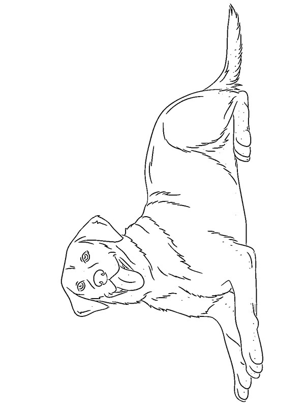 Labrador Retriever Desenho para Colorir Labrador Retriever Desenho para Colorir