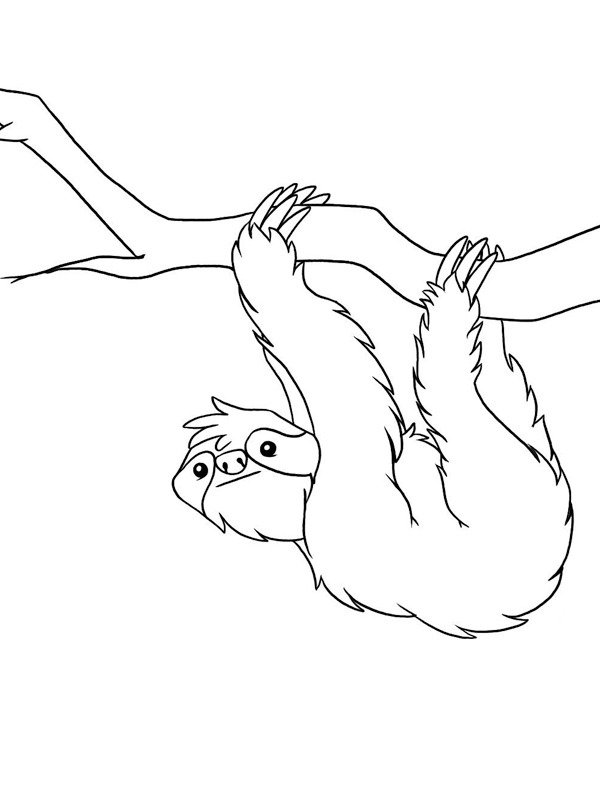 Bicho-preguiça Desenho para Colorir Bicho-preguiça Desenho para Colorir