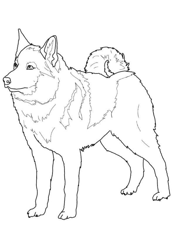 Elkhound noruegu&ecirc;s Desenho para Colorir
