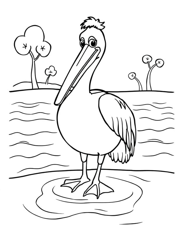 Pelicano na água Desenho para Colorir Pelicano na água Desenho para Colorir