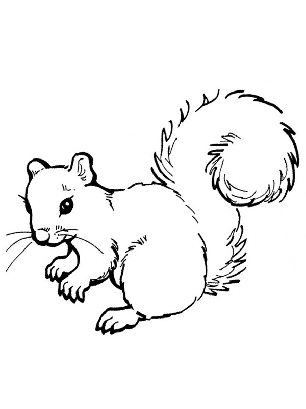 Esquilo realista Desenho para Colorir Esquilo realista Desenho para Colorir
