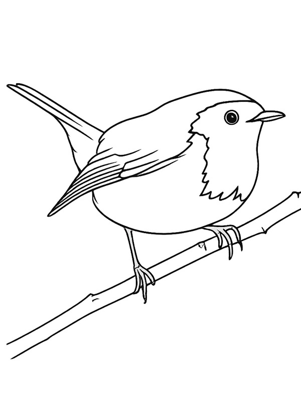 Tordo-pisco Desenho para Colorir Tordo-pisco Desenho para Colorir