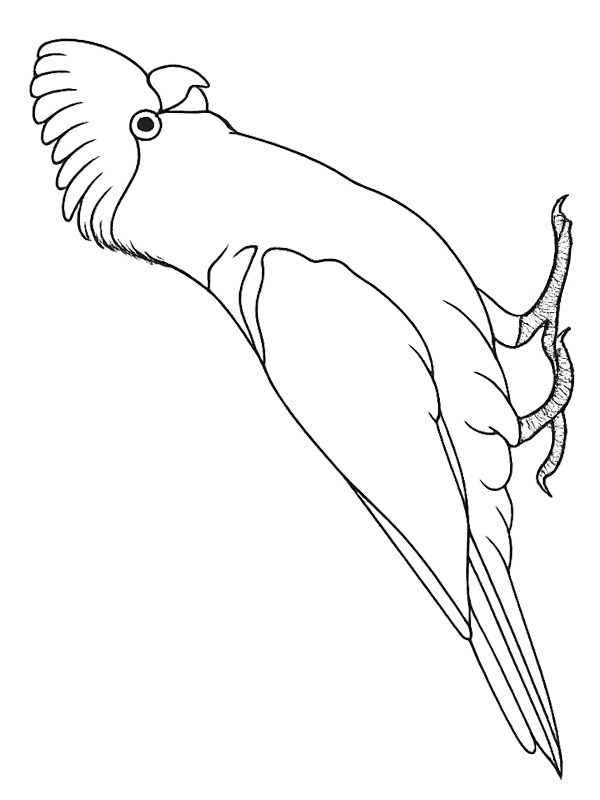 Cacatua-rosa Desenho para Colorir Cacatua-rosa Desenho para Colorir
