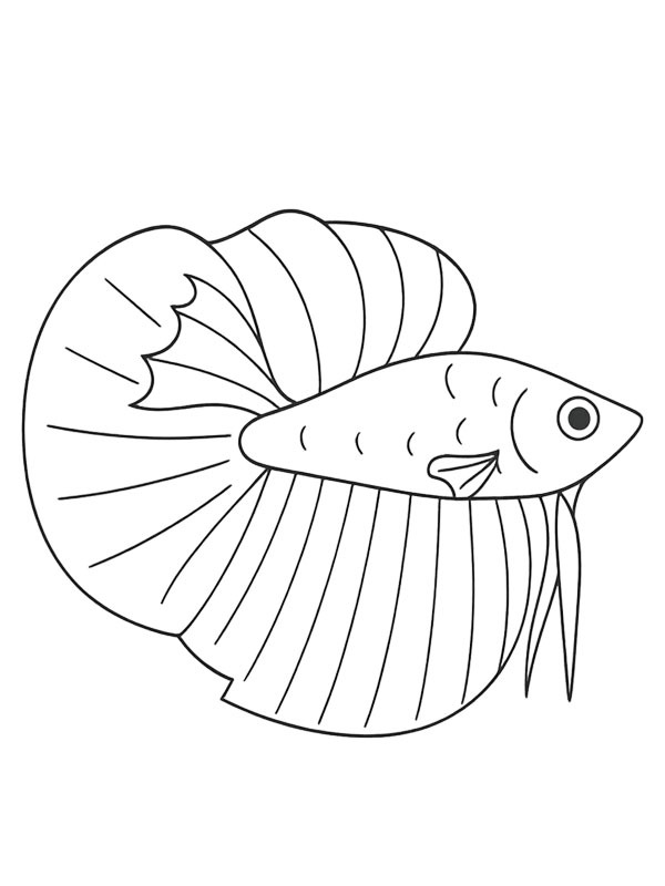 Peixe Betta Desenho para Colorir Peixe Betta Desenho para Colorir