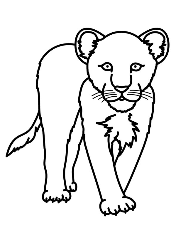 Leopardo-das-neves Desenho para Colorir Leopardo-das-neves Desenho para Colorir