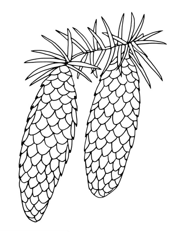 Pinhões Desenho para Colorir Pinhões Desenho para Colorir