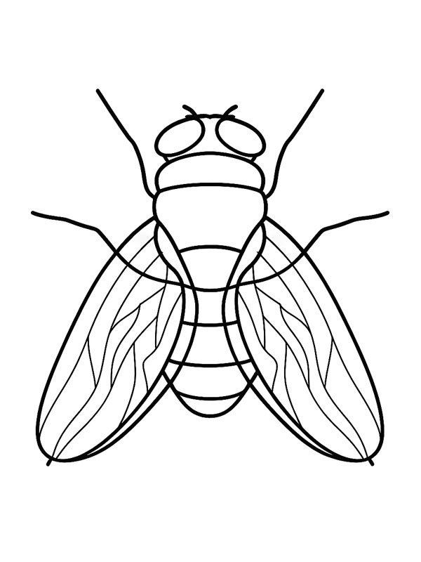 Mosca Desenho para Colorir Mosca Desenho para Colorir