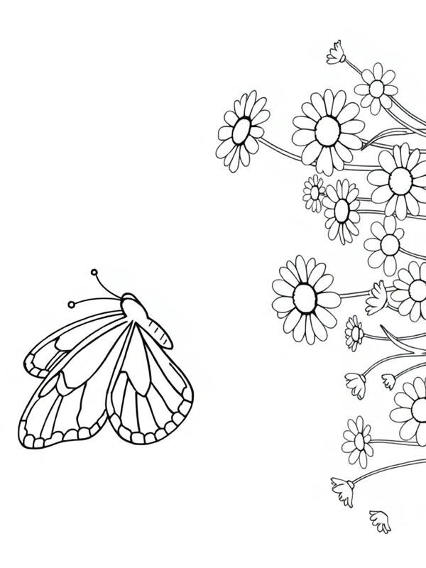 Borboleta voa sobre margaridas Desenho para Colorir Borboleta voa sobre margaridas Desenho para Colorir