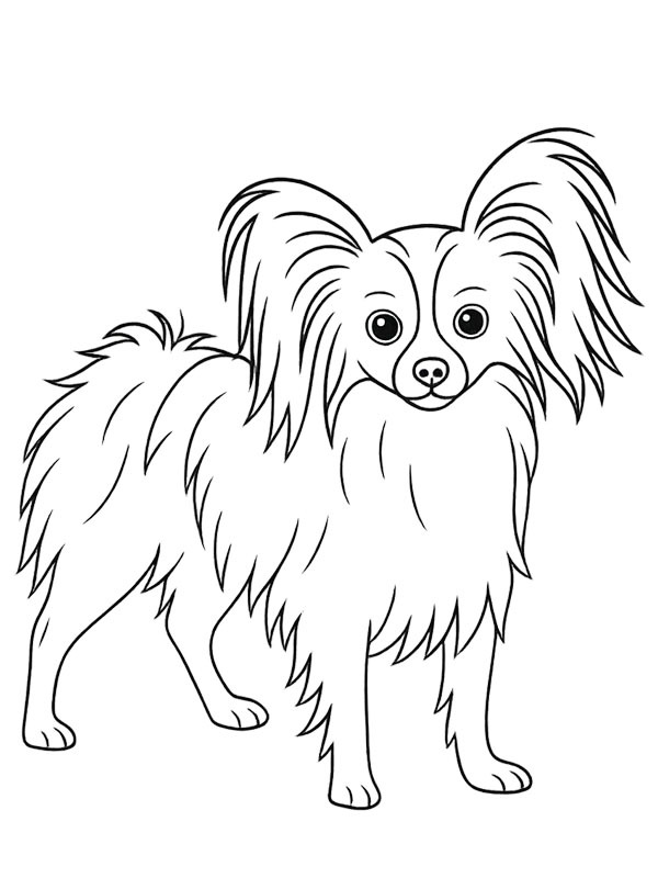 Cão Papillon Desenho para Colorir Cão Papillon Desenho para Colorir