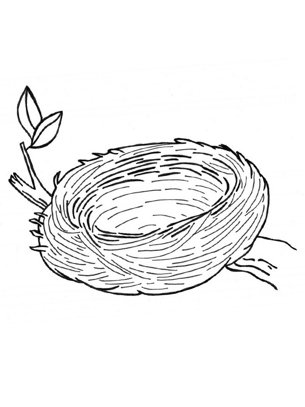 Ninho de pássaro Desenho para Colorir Ninho de pássaro Desenho para Colorir