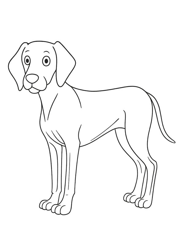 Weimaraner Desenho para Colorir Weimaraner Desenho para Colorir