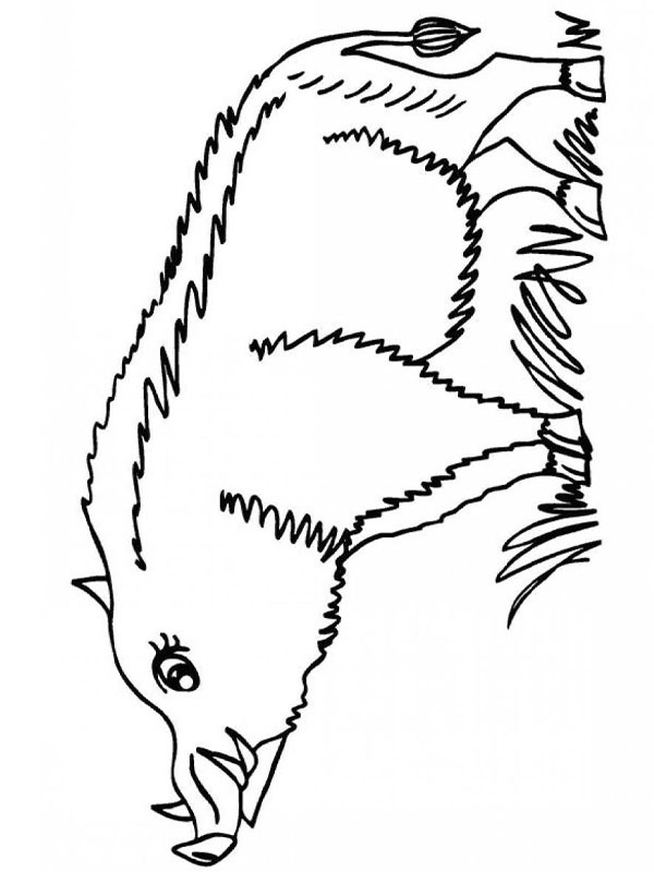 Javali Desenho para Colorir Javali Desenho para Colorir