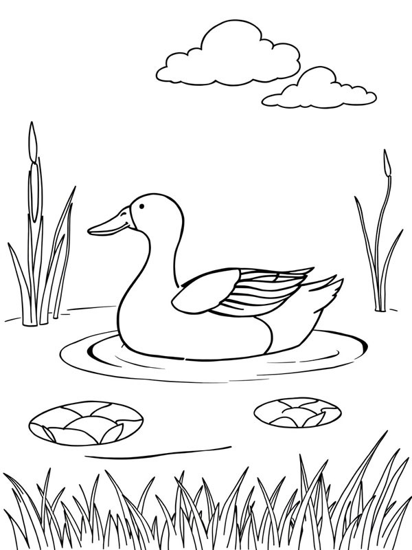 Pato selvagem Desenho para Colorir Pato selvagem Desenho para Colorir