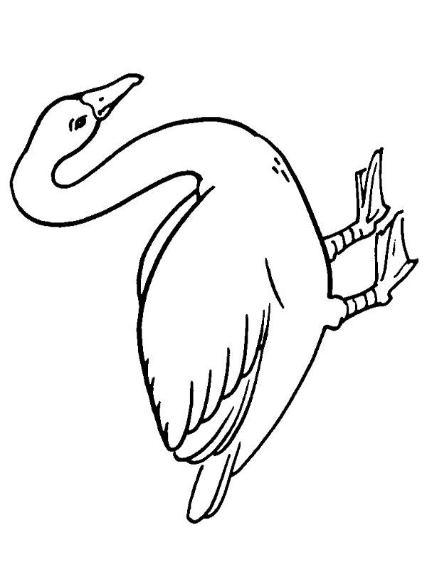 Cisne-bravo Desenho para Colorir Cisne-bravo Desenho para Colorir