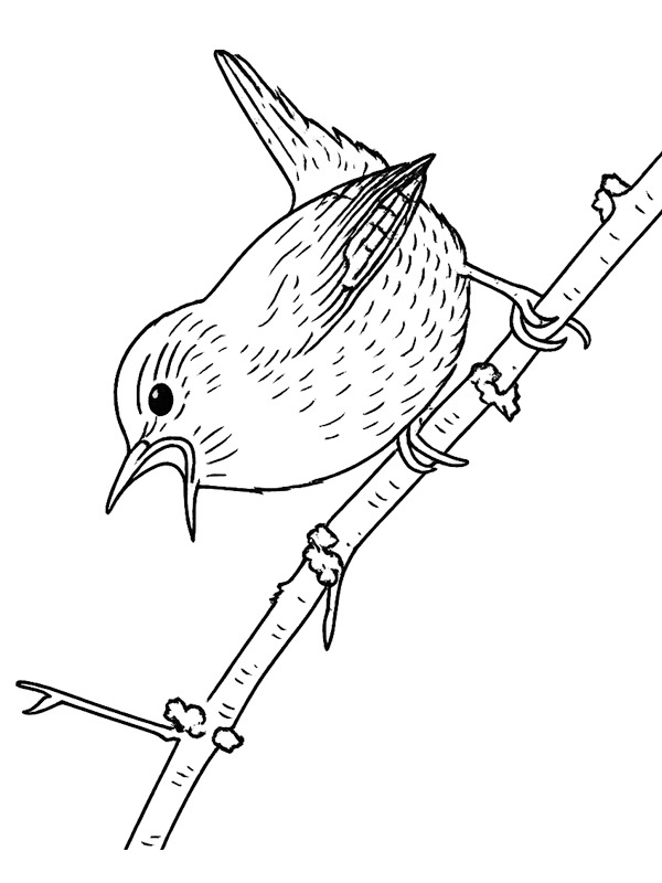 Carriça-europeia Desenho para Colorir Carriça-europeia Desenho para Colorir