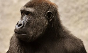 Macacos