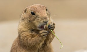 Capivara