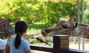 Animais do Zoológico