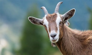 Cabras